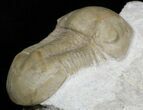 , D Illaenus Oblongatus Trilobite - Russia #31309-3